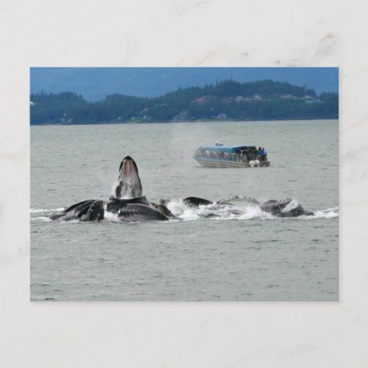 Alaska Whales Briefkaart (Voorkant)