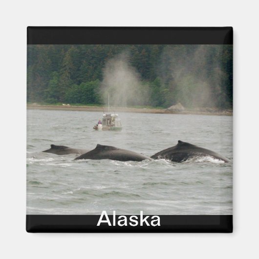 Alaska Whales Magneet (Voorkant)