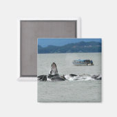 Alaska Whales Magneet (Voorkant / Achterkant)