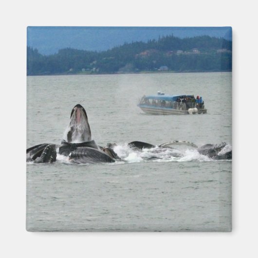 Alaska Whales Magneet (Voorkant)