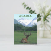 Alaska Wildlife Conservation Center -  Briefkaart (Staand voorkant)
