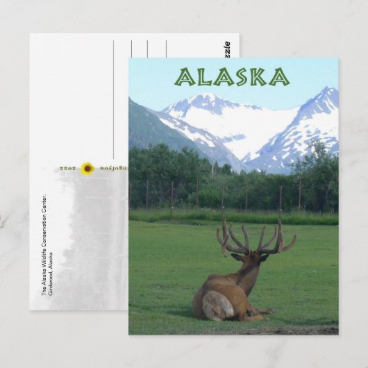 Alaska Wildlife Conservation Center -  Briefkaart (Voorkant / Achterkant)