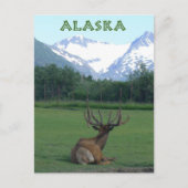 Alaska Wildlife Conservation Center -  Briefkaart (Voorkant)