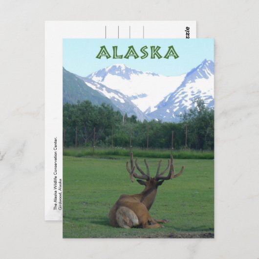 Alaska Wildlife Conservation Centre - Briefkaart (Voorkant / Achterkant)