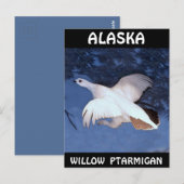 Alaska Willow Ptarmigan Briefkaart (Voorkant / Achterkant)