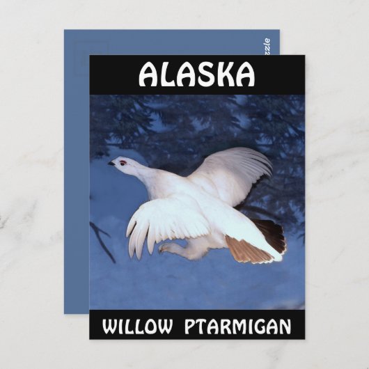 Alaska Willow Ptarmigan Briefkaart (Voorkant / Achterkant)