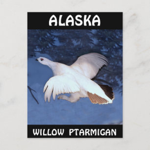 Alaska Willow Ptarmigan Briefkaart