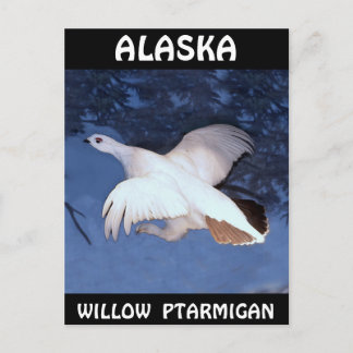 Alaska Willow Ptarmigan Briefkaart