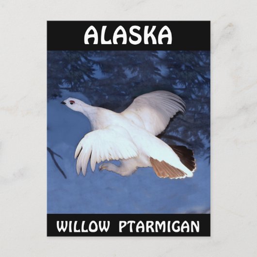 Alaska Willow Ptarmigan Briefkaart (Voorkant)