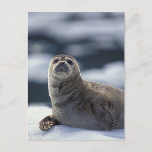 Alaska, zuidoost gebied Harbour-zeehond op ijs Briefkaart (Voorkant)