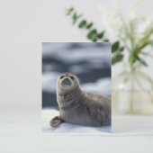 Alaska, zuidoost gebied Harbour-zeehond op ijs Briefkaart (Staand voorkant)