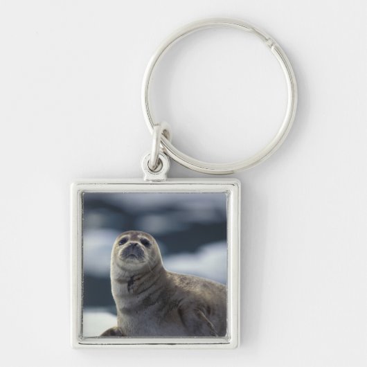 Alaska, zuidoost gebied Harbour-zeehond op ijs Sleutelhanger (Voorkant)