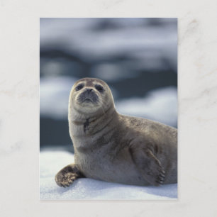 Alaska, zuidoostelijke regio Gewone zeehond op ijs Briefkaart