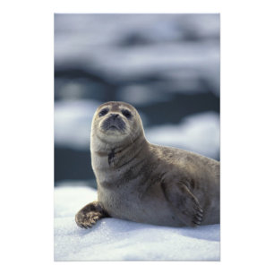 Alaska, zuidoostelijke regio Gewone zeehond op ijs Foto Afdruk