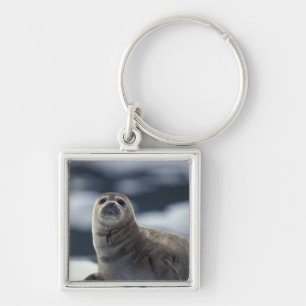 Alaska, zuidoostelijke regio Gewone zeehond op ijs Sleutelhanger