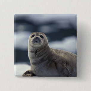 Alaska, zuidoostelijke regio Gewone zeehond op ijs Vierkante Button 5,1 Cm