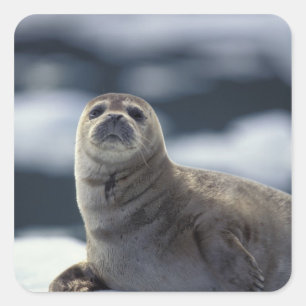 Alaska, zuidoostelijke regio Gewone zeehond op ijs Vierkante Sticker