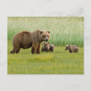 Alaskaanse bruine beer met welpen in een weide briefkaart
