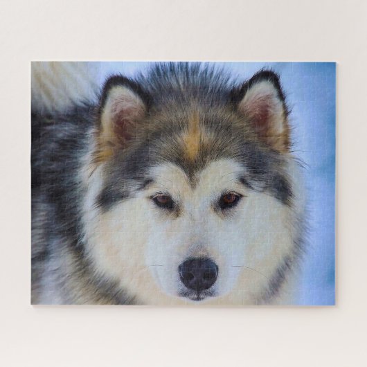 Alaskaanse Husky hond. Legpuzzel (Horizontaal)