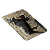 Alaskaanse koe-eland met kalf magneet (Rechterzijde)