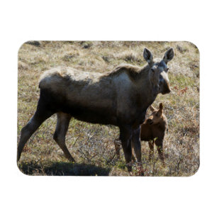 Alaskaanse koe-eland met kalf magneet