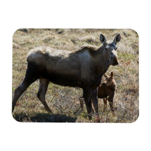 Alaskaanse koe-eland met kalf magneet (Horizontaal)