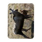 Alaskaanse koe-eland met kalf magneet (Verticaal)