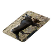 Alaskaanse koe-eland met kalf magneet (Linkerzijde)