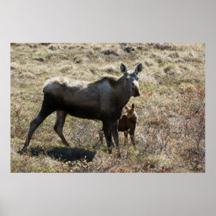 Alaskaanse vrouwelijke eland met kalf poster