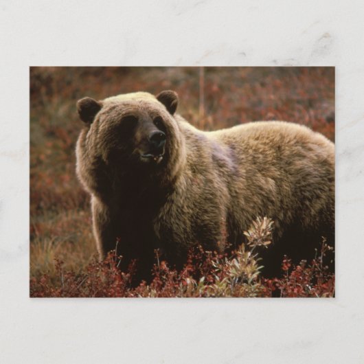 Alaskan Brown Beer Briefkaart (Voorkant)