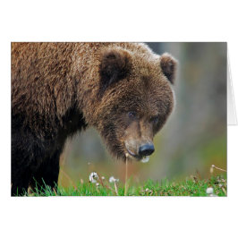 Alaskan Brown Beer Eating Dandelion