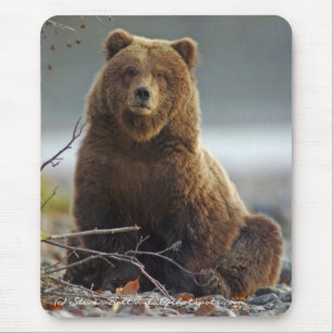 Alaskan Brown Beer in Kenai NWR Muismat