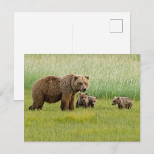 Alaskan Brown Beer met kubussen in een weide Briefkaart (Voorkant / Achterkant)