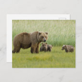 Alaskan Brown Beer Sow en drie kubussen, Ursus Briefkaart (Voorkant / Achterkant)