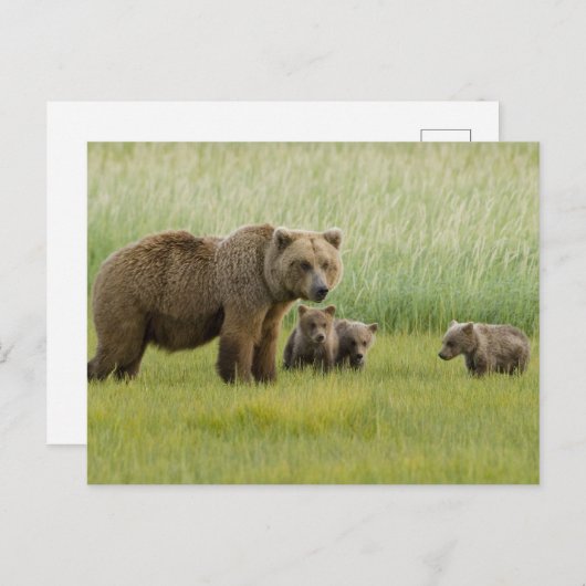Alaskan Brown Beer Sow en drie kubussen, Ursus Briefkaart (Voorkant / Achterkant)