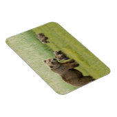 Alaskan Brown Beer Sow en drie kubussen, Ursus Magneet (Rechterzijde)