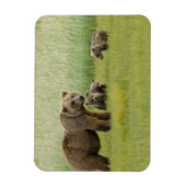 Alaskan Brown Beer Sow en drie kubussen, Ursus Magneet (Verticaal)