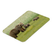 Alaskan Brown Beer Sow en drie kubussen, Ursus Magneet (Linkerzijde)