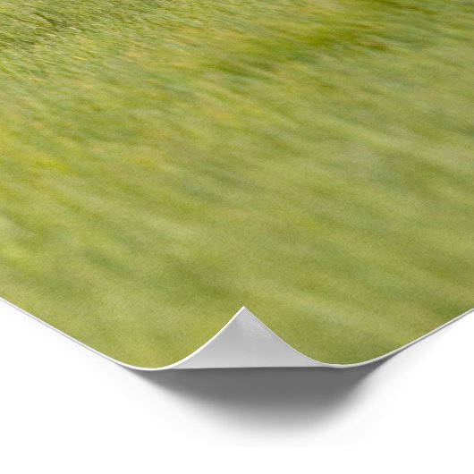 Alaskan Brown Beer Sow en drie kubussen, Ursus Poster (Hoek)