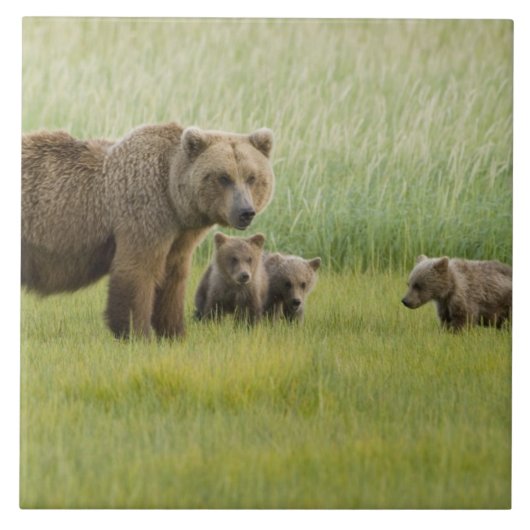 Alaskan Brown Beer Sow en drie kubussen, Ursus Tegeltje (Voorkant)
