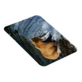 Alaskan Brown Beer vangt zalm in Brooks Magneet (Rechterzijde)