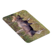 Alaskan Bull Moose 3 x 4 inch Flexibele Photo Magn Magneet (Rechterzijde)