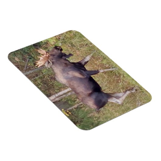 Alaskan Bull Moose 3 x 4 inch Flexibele Photo Magn Magneet (Rechterzijde)