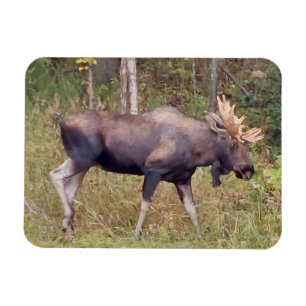 Alaskan Bull Moose 3 x 4 inch Flexibele Photo Magn Magneet