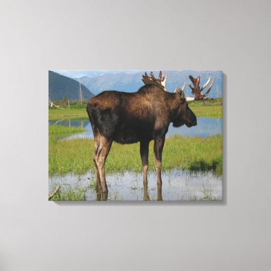Alaskan Bull Moose in Schilderachtig Marsh Photo D Canvas Afdruk (Voorkant)