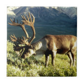 Alaskan Cariou Tegeltje (Voorkant)