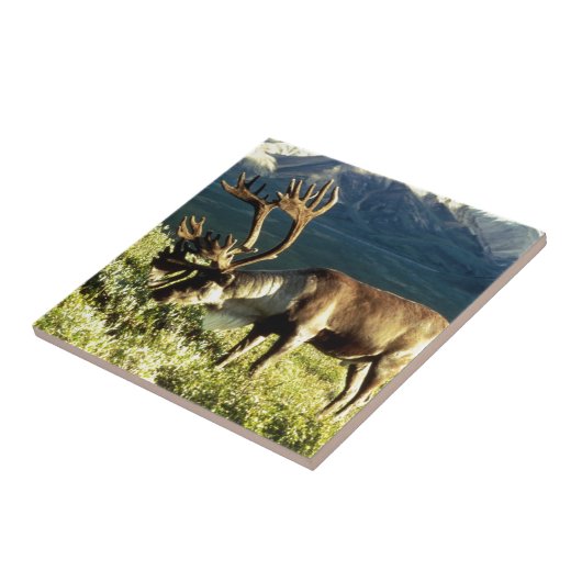 Alaskan Cariou Tegeltje (Zijkant)