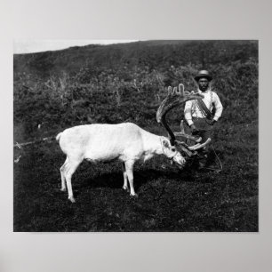 Alaskan Eskimo en gevangengenomen rendier Poster