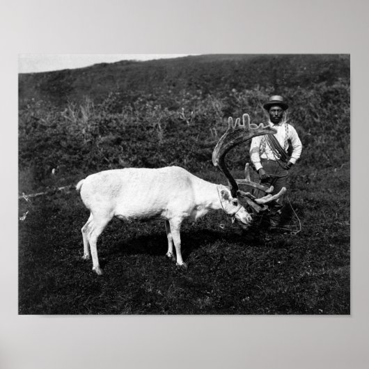 Alaskan Eskimo en gevangengenomen rendier Poster (Voorkant)