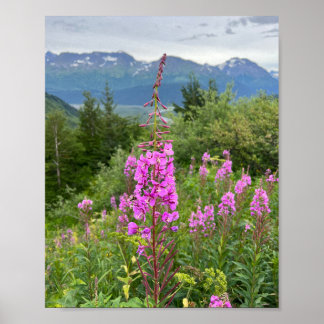 Alaskan Fireweed Poster